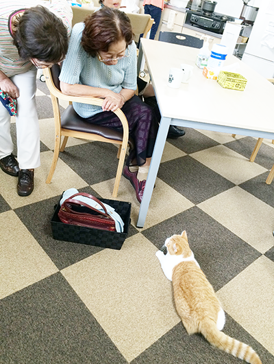 楽しく過ごせる猫のいる家