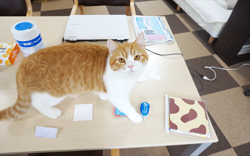 川崎市の猫と過ごせるデイサービス　猫のいる家