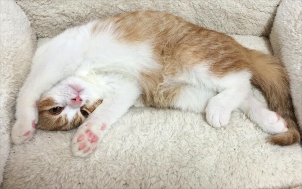 川崎市の猫と過ごせるデイサービス　猫のいる家