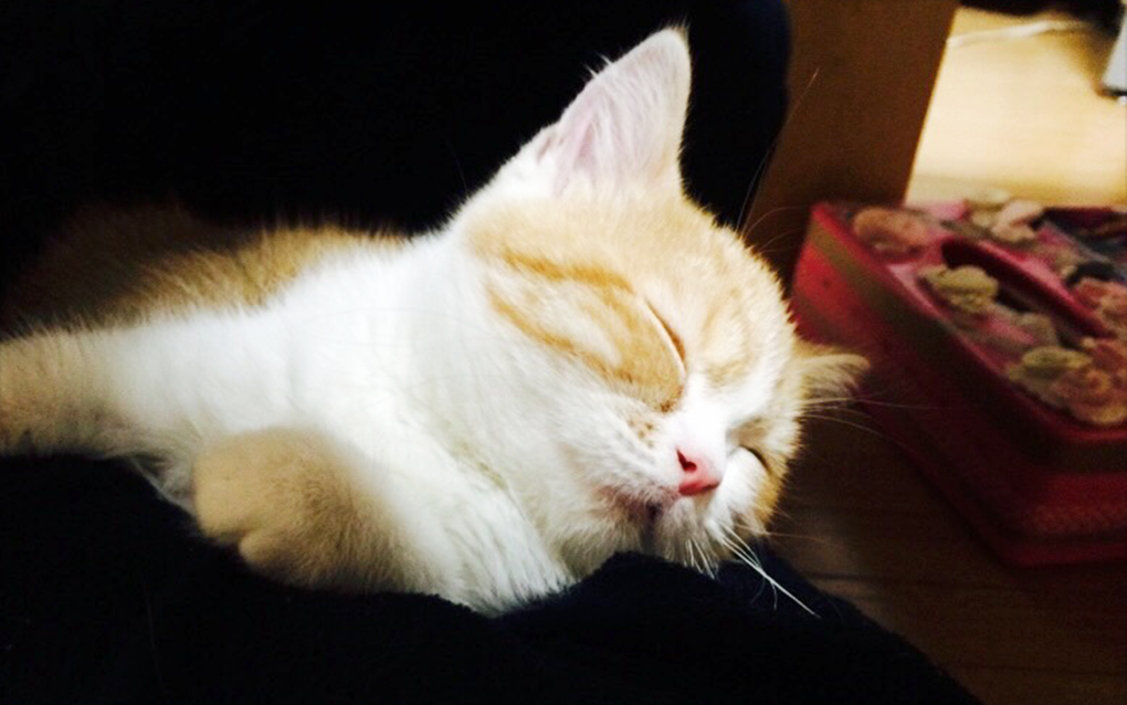 川崎市の猫と過ごせるデイサービス　猫のいる家